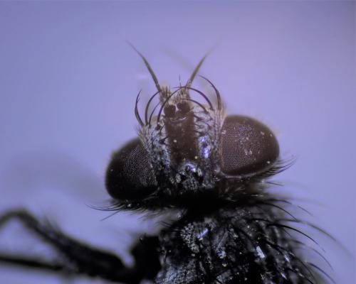 Phryxe vulgaris